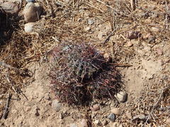 Ferocactus viridescens