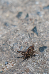 Lipotactes khmericus