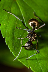 Polyrhachis proxima