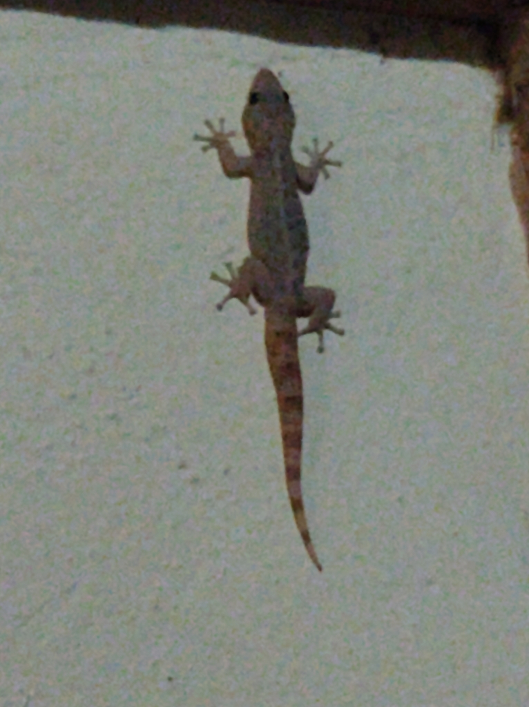 Guerreran Leaf-toed Gecko