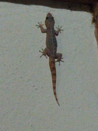 Guerreran Leaf-toed Gecko, Phyllodactylus bordai