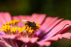 Tetragonilla collina