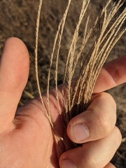 Trichloris pluriflora