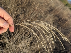 Trichloris pluriflora