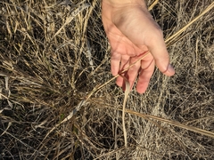 Trichloris pluriflora