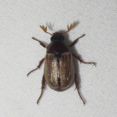Anomala flavipennis
