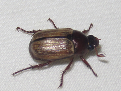 Anomala flavipennis