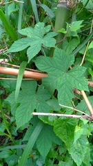 Camonea vitifolia