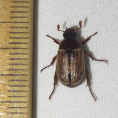 Anomala flavipennis