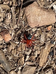 Ambicodamus crinitus