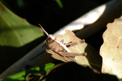 Chloealtis conspersa