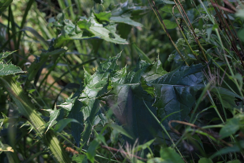 Image of Cirsium mexicanum by no rights reserved