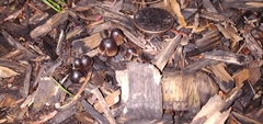 Fungi