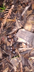 Fungi