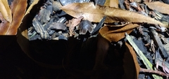 Fungi