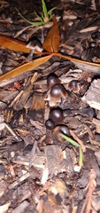 Fungi