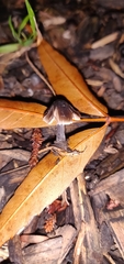 Fungi