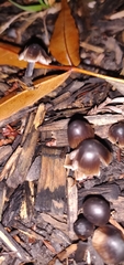 Fungi