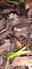 Fungi