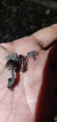 Fungi