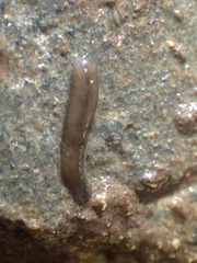 Geoplanoidea