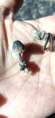 Fungi