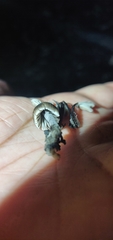 Fungi