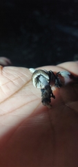 Fungi
