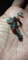 Fungi