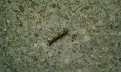 Chondromorpha xanthotricha