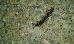 Chondromorpha xanthotricha