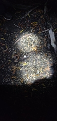 Fungi