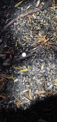Fungi
