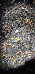 Fungi