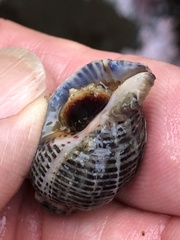 Acanthinucella punctulata