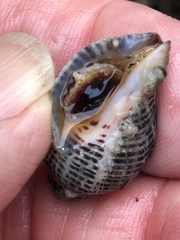 Acanthinucella punctulata