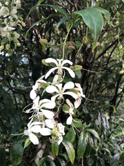 Clerodendrum laevifolium