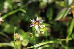 Sisyrinchium micranthum image