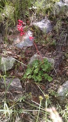 Heuchera sanguinea