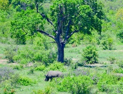 Ceratotherium simum