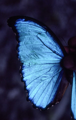Morpho menelaus didius