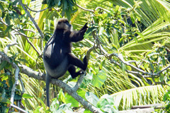 Semnopithecus vetulus