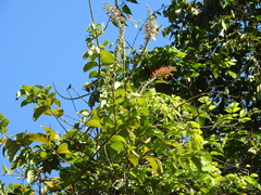 Combretum cacoucia
