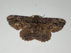 Dasyboarmia delineata
