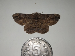 Dasyboarmia delineata