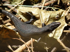 Emoia nigra