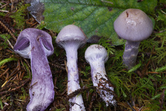 Cortinarius camphoratus