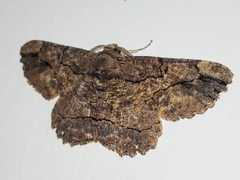 Dasyboarmia delineata