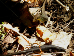 Emoia nigra