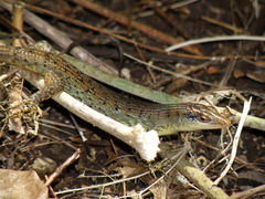 Emoia nigra
